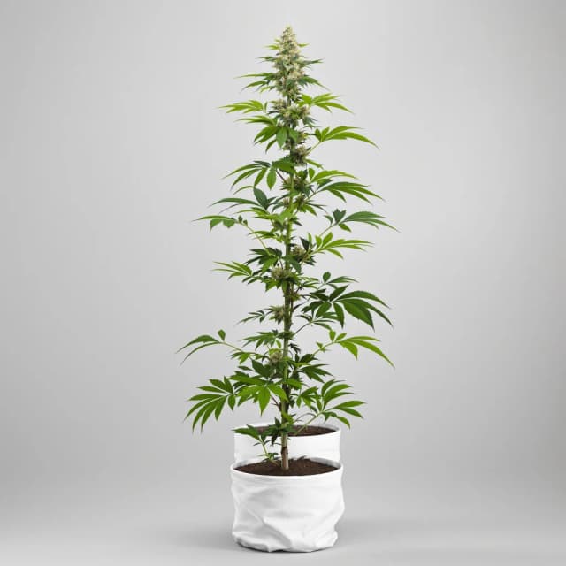 Emballage de graines de cannabis Death Star OG — Royal King Seeds France