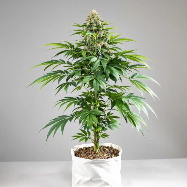 Emballage de graines de cannabis Deep Purple — Royal King Seeds France