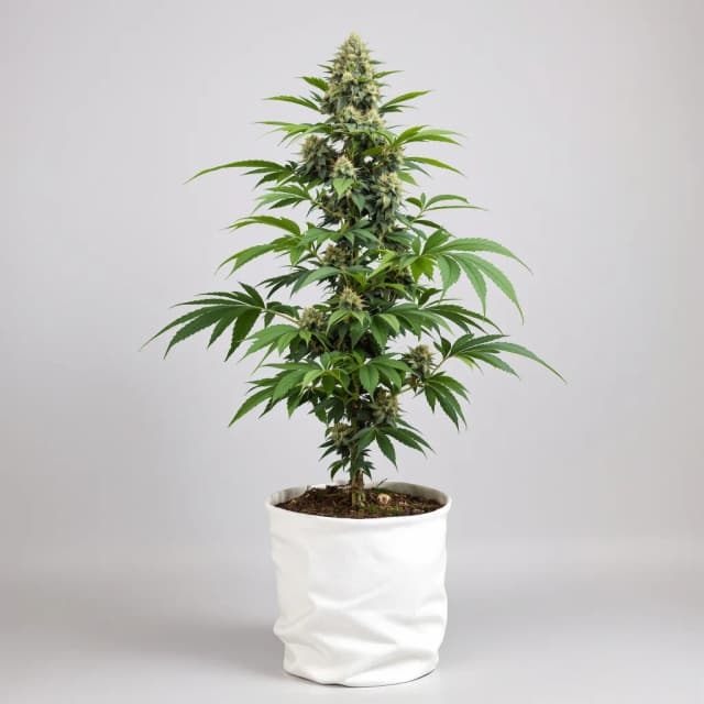 Emballage de graines de cannabis Deep Purple — Royal King Seeds France