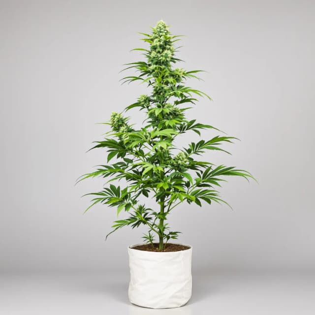 Emballage de graines de cannabis Diamond Valley Kush — Royal King Seeds France