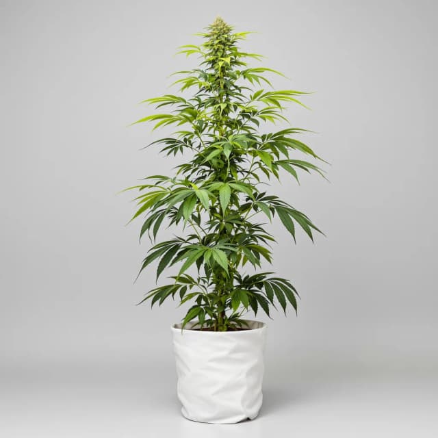 Emballage de graines de cannabis Diesel Duff — Royal King Seeds France