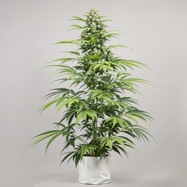 Emballage de graines de cannabis Diesel — Royal King Seeds France