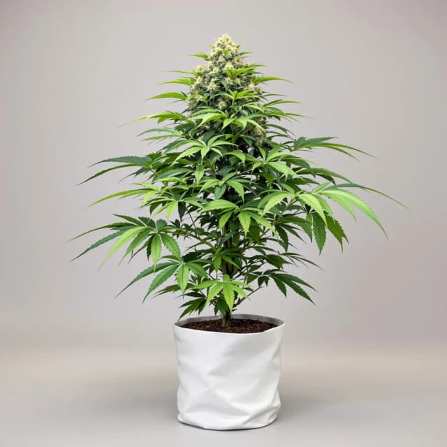 Emballage de graines de cannabis Dinachem — Royal King Seeds France