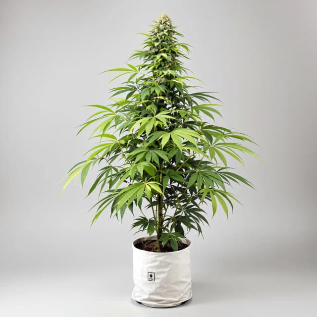Emballage de graines de cannabis Dizzy OG — Royal King Seeds France