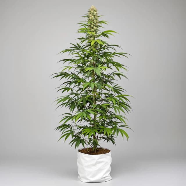 Emballage de graines de cannabis Dizzy OG — Royal King Seeds France