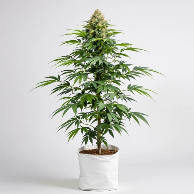 Emballage de graines de cannabis Dogwalker OG — Royal King Seeds France