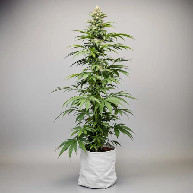 Emballage de graines de cannabis Doobiebird Daydream — Royal King Seeds France