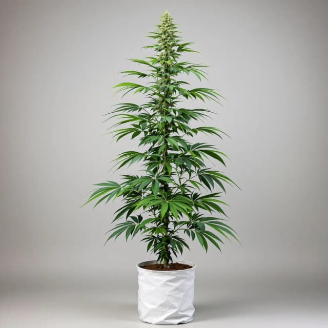 Emballage de graines de cannabis Double Dream — Royal King Seeds France
