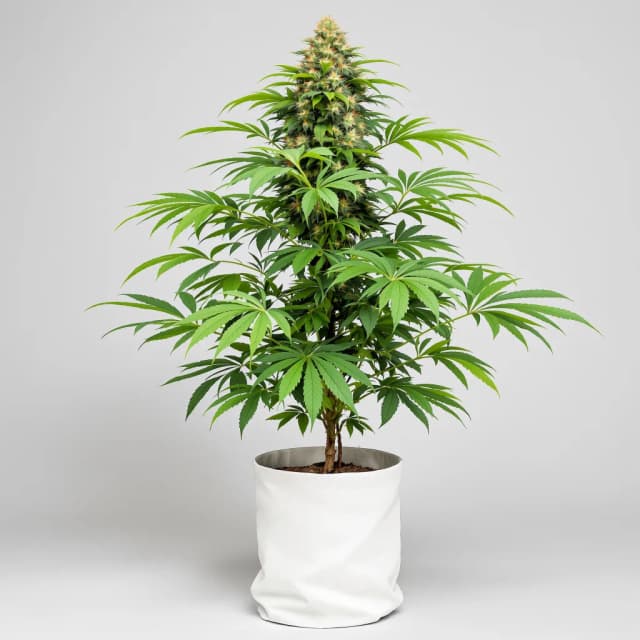 Emballage de graines de cannabis Dream Queen — Royal King Seeds France