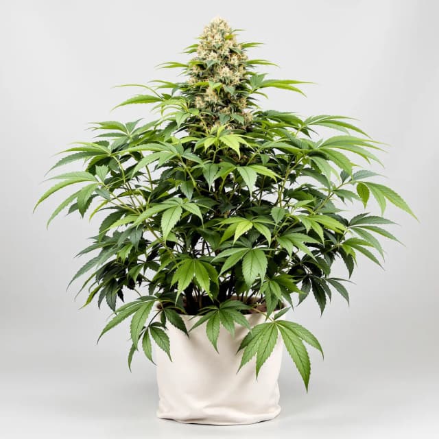 Emballage de graines de cannabis Dream Queen — Royal King Seeds France