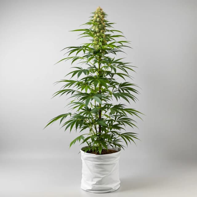 Emballage de graines de cannabis Durban Poison — Royal King Seeds France