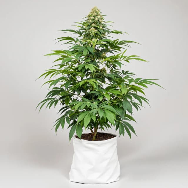 Emballage de graines de cannabis Dutch Kush — Royal King Seeds France
