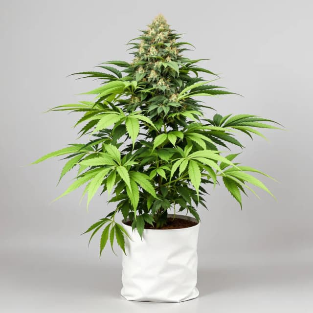 Emballage de graines de cannabis El Chapo OG — Royal King Seeds France