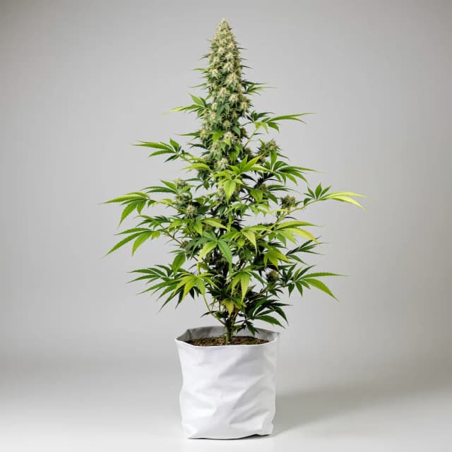 Emballage de graines de cannabis Envy — Royal King Seeds France
