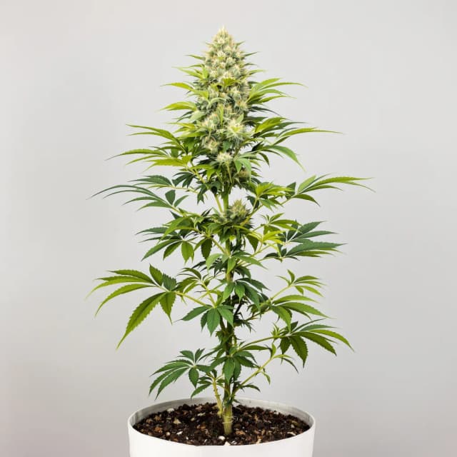Emballage de graines de cannabis Euphoria Cookies — Royal King Seeds France