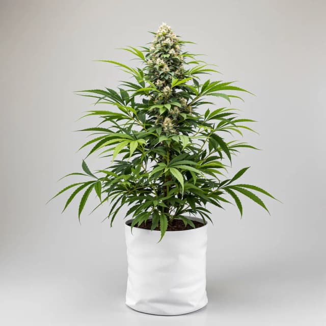 Emballage de graines de cannabis Face Off OG — Royal King Seeds France