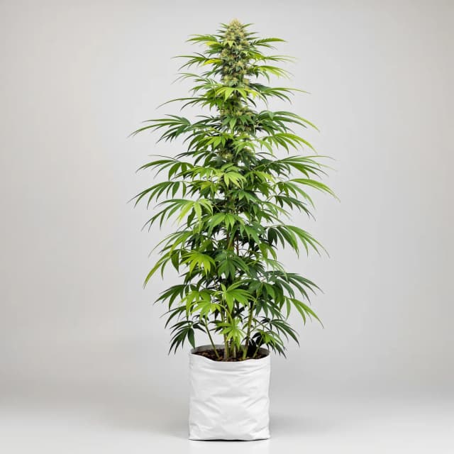 Emballage de graines de cannabis Fat Nelson — Royal King Seeds France