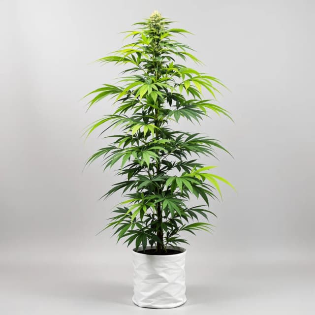 Emballage de graines de cannabis Flo — Royal King Seeds France