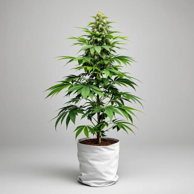 Emballage de graines de cannabis Flowerbomb Kush — Royal King Seeds France