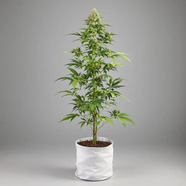 Emballage de graines de cannabis French Cookies — Royal King Seeds France