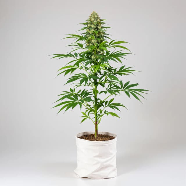 Emballage de graines de cannabis Fresh Cookies — Royal King Seeds France