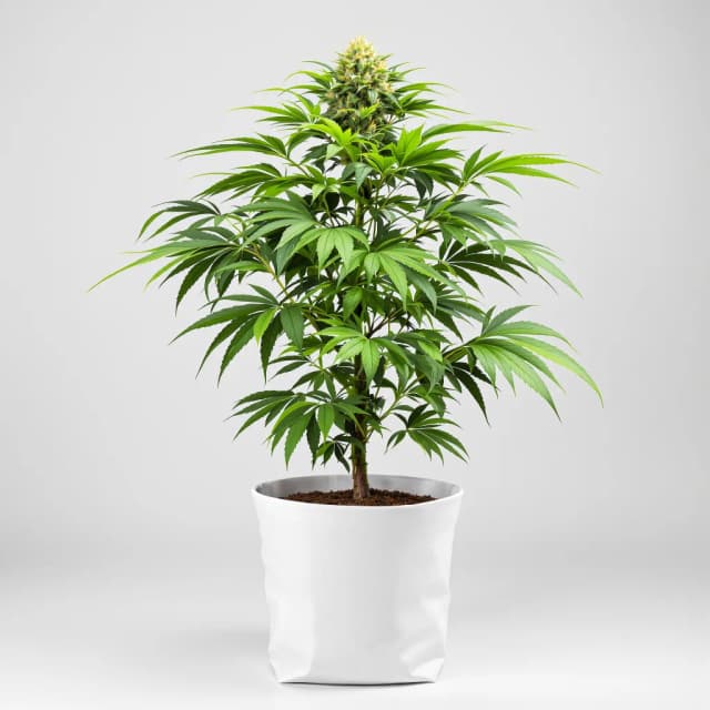 Emballage de graines de cannabis Fruit — Royal King Seeds France