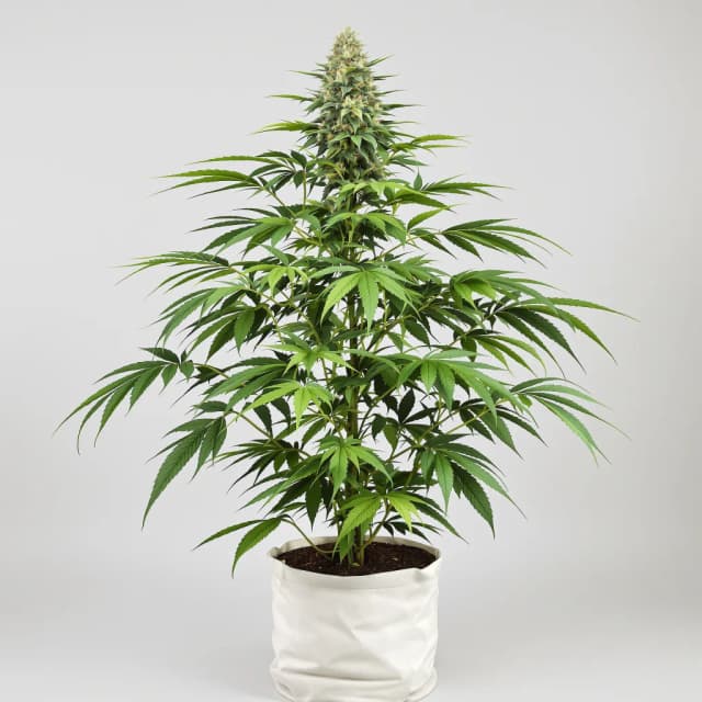 Emballage de graines de cannabis Fruity Widow — Royal King Seeds France