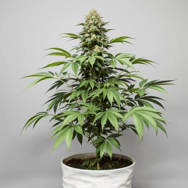 Emballage de graines de cannabis Fruity Widow — Royal King Seeds France