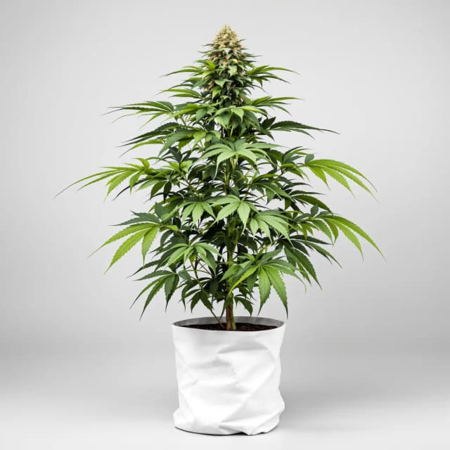 Emballage de graines de cannabis Fruitylicious — Royal King Seeds France