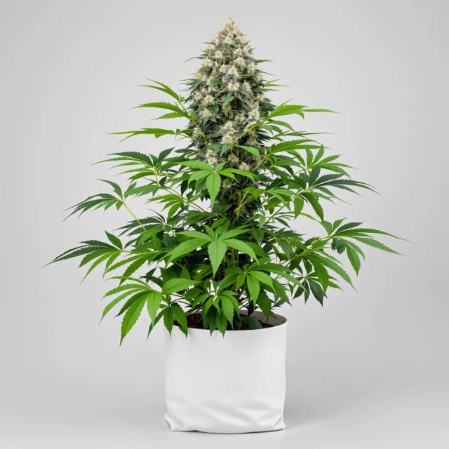 Emballage de graines de cannabis Fucking Incredible — Royal King Seeds France