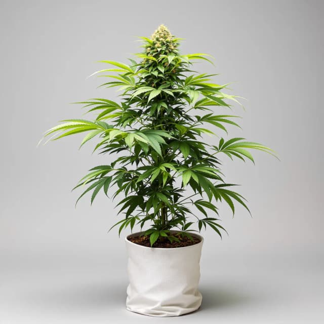 Emballage de graines de cannabis Fucking Incredible — Royal King Seeds France
