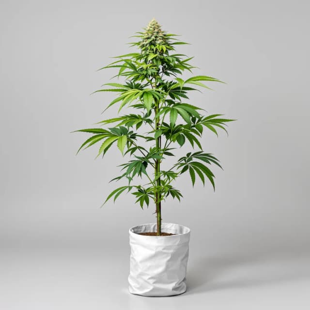 Emballage de graines de cannabis Future — Royal King Seeds France