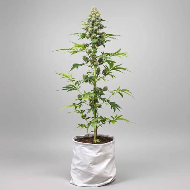 Emballage de graines de cannabis G.O.A.T Mixpack — Royal King Seeds France