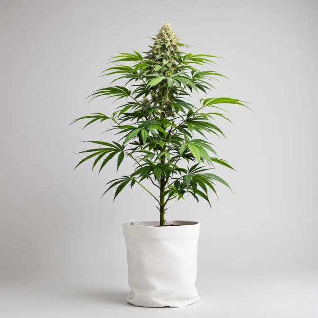 Emballage de graines de cannabis G13 — Royal King Seeds France