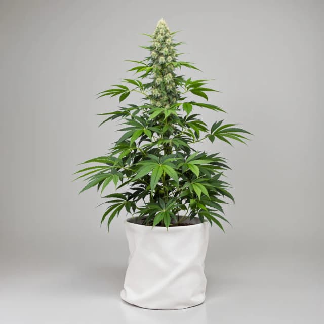 Emballage de graines de cannabis G13 Widow — Royal King Seeds France