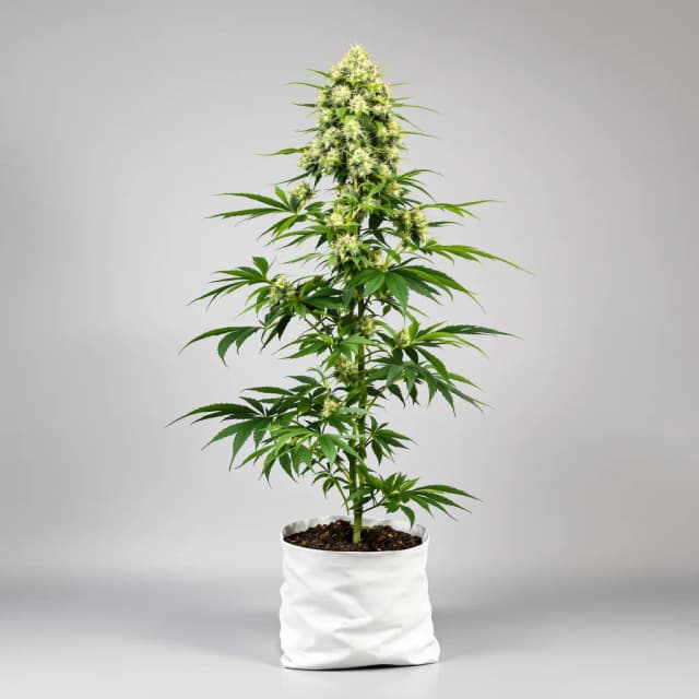 Emballage de graines de cannabis Gatekeeper OG — Royal King Seeds France