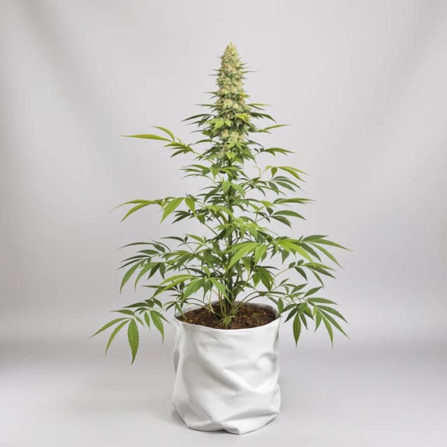 Emballage de graines de cannabis Gelato 33 — Royal King Seeds France