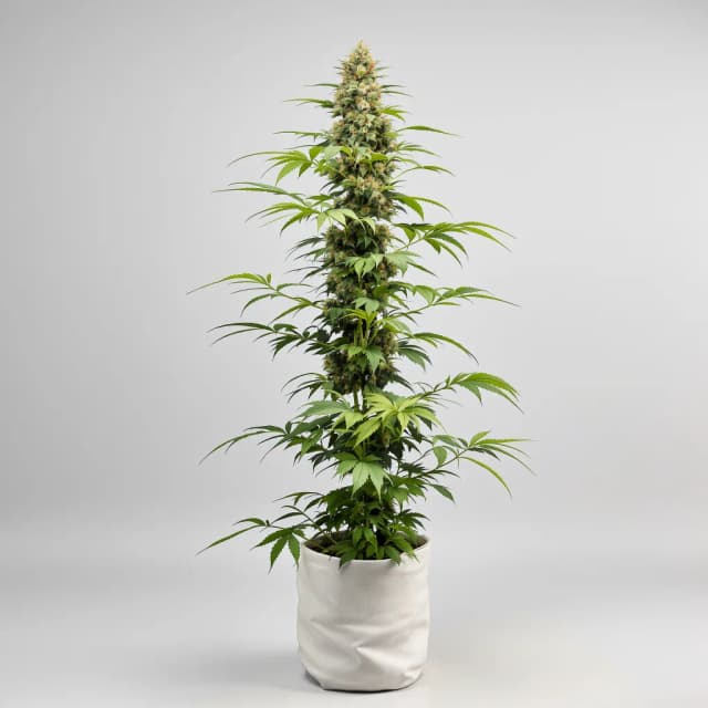 Emballage de graines de cannabis Gelato 44 — Royal King Seeds France