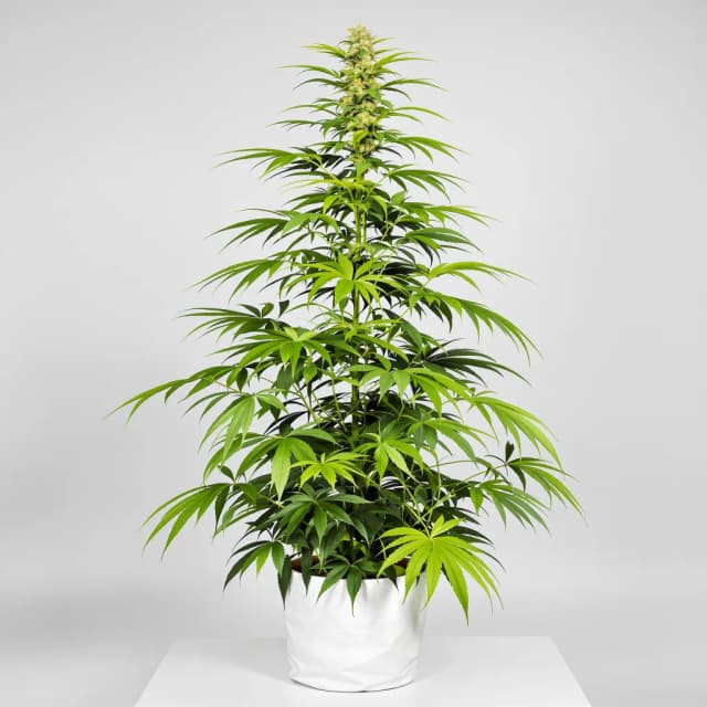 Emballage de graines de cannabis Gelato Cake — Royal King Seeds France
