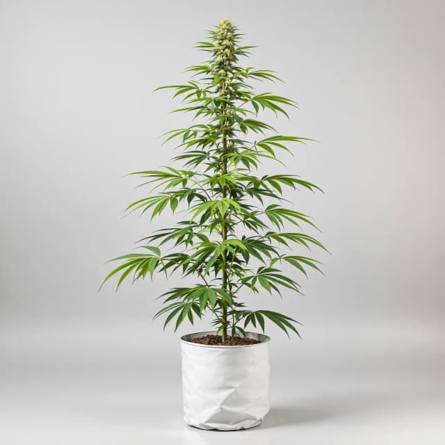 Emballage de graines de cannabis Gelato Cake — Royal King Seeds France