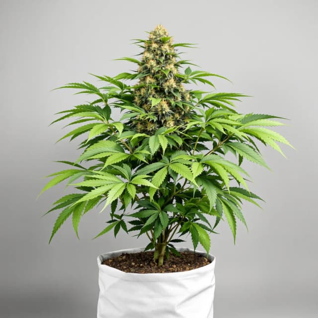 Emballage de graines de cannabis Ghost OG — Royal King Seeds France