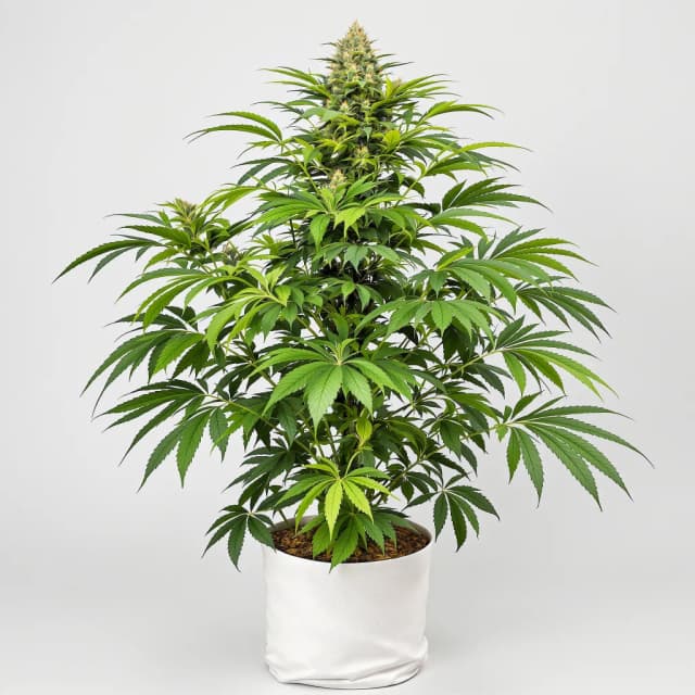 Emballage de graines de cannabis Ghost OG — Royal King Seeds France