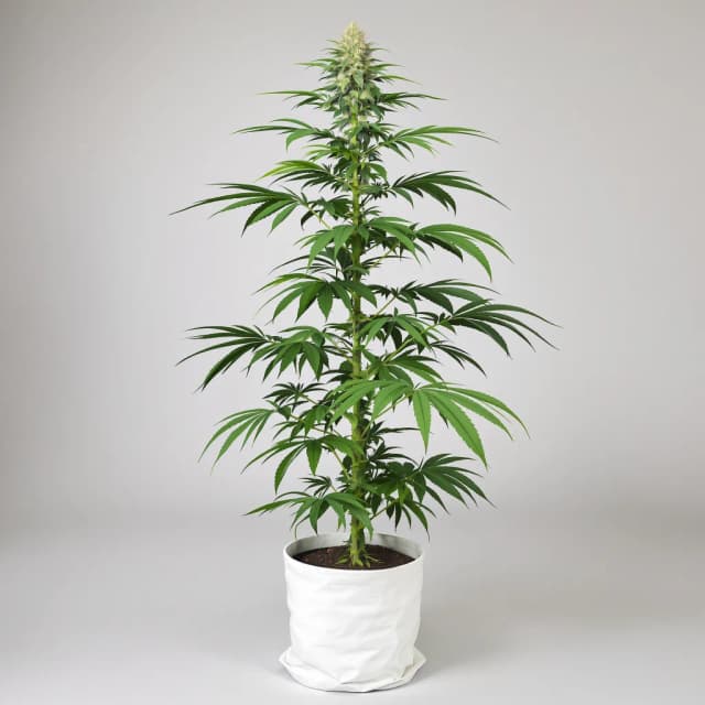 Emballage de graines de cannabis Ghost Train Haze — Royal King Seeds France