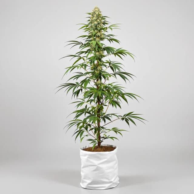 Emballage de graines de cannabis Ghost Train Haze — Royal King Seeds France