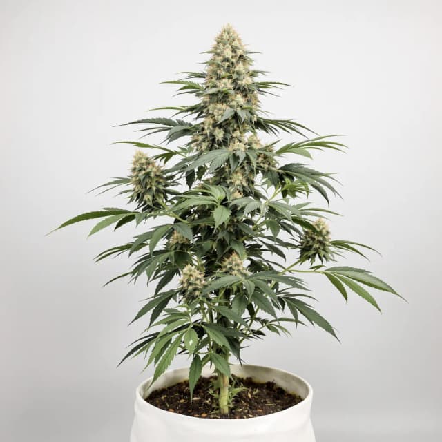 Emballage de graines de cannabis Girl Scout Cookies — Royal King Seeds France