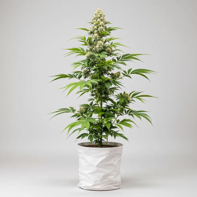 Emballage de graines de cannabis Go Time — Royal King Seeds France