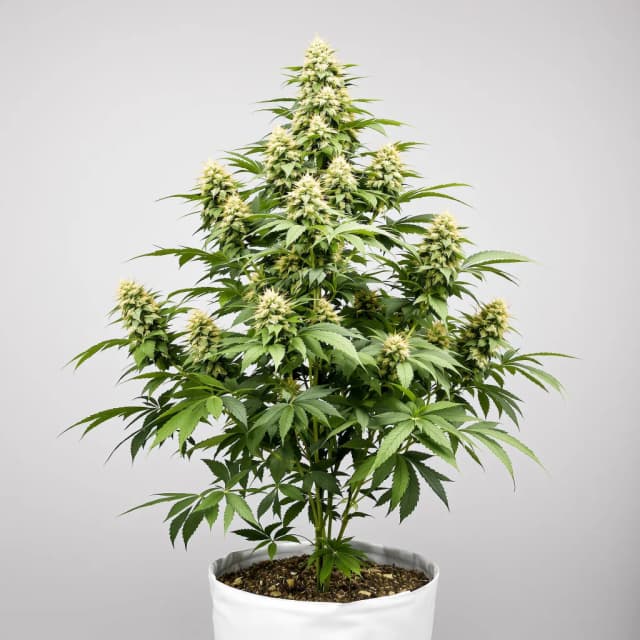 Emballage de graines de cannabis God Bud — Royal King Seeds France