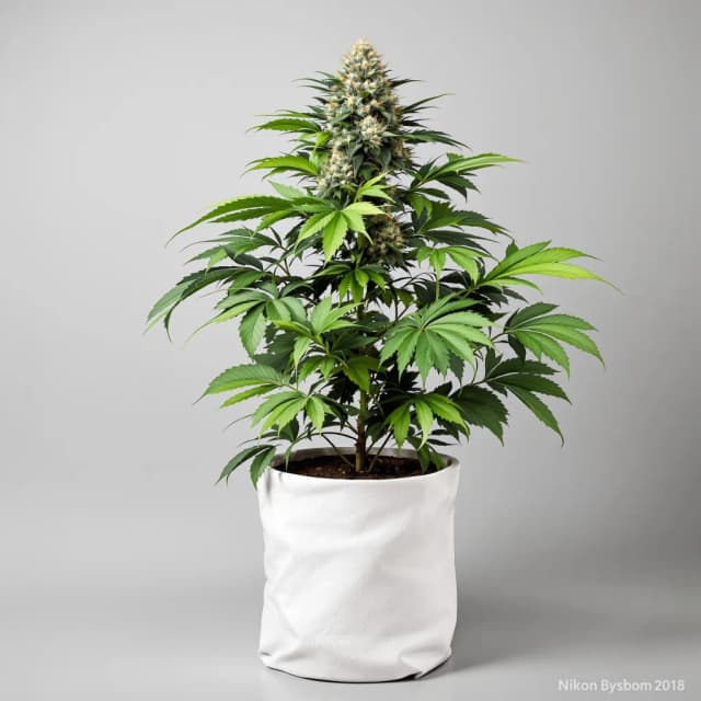 Emballage de graines de cannabis Godberry — Royal King Seeds France