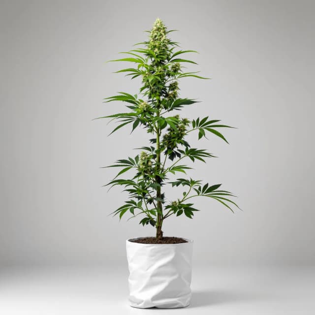 Emballage de graines de cannabis Godfather OG — Royal King Seeds France