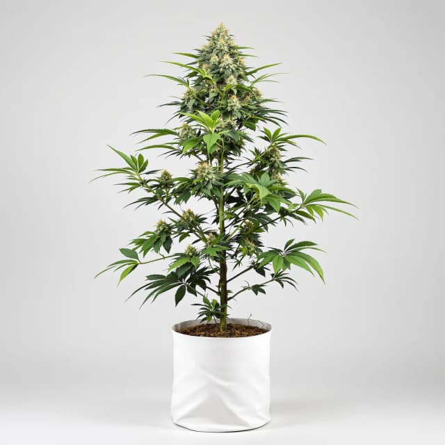 Emballage de graines de cannabis Godfather OG — Royal King Seeds France